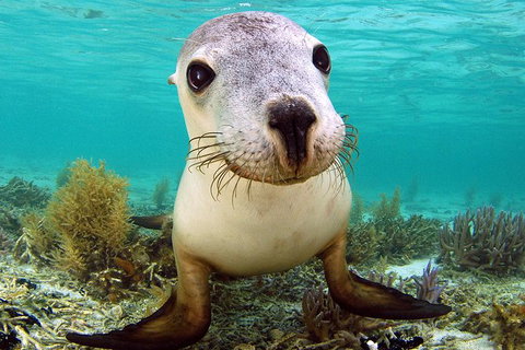 Abrolhos Islands 5 Day Tours - Accommodation Search 6