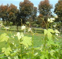 Barwon Ridge Wines - Accommodation Search