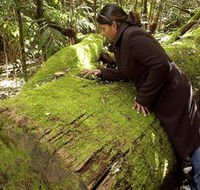 Washpool National Park - Washpool Walk - Accommodation Search