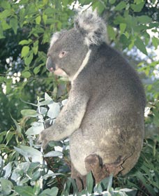 Whiteman Park - Accommodation Search 0