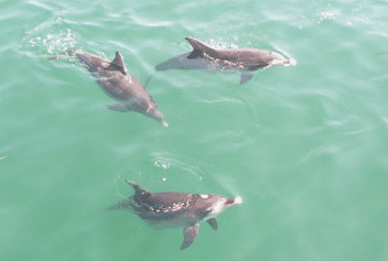 Dolphin Watch Cruises - Accommodation Search 1
