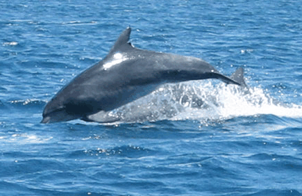 Dolphin Watch Cruises - Accommodation Search 3