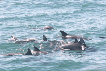 Dolphin Watch Cruises - Accommodation Search 4