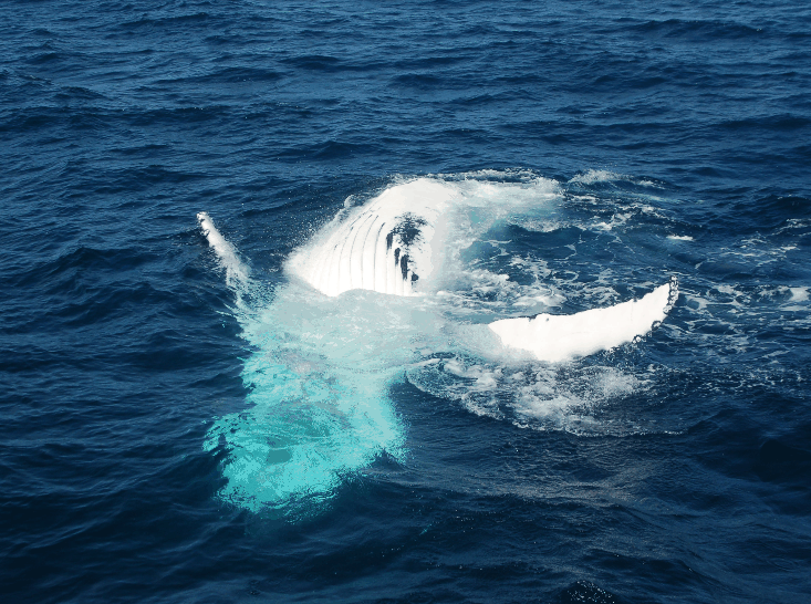 Dolphin Wild Cruises - Accommodation Search