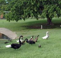 Anzac Park and Ululah Lagoon - Accommodation Search