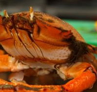 River Cottage Restaurant - Accommodation Search
