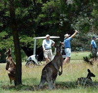 Glen Innes Golf Club - Accommodation Search