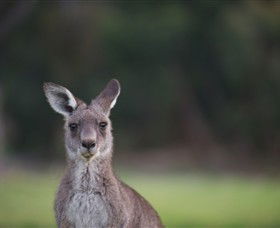 Anglesea Golf Club - Accommodation Search 6