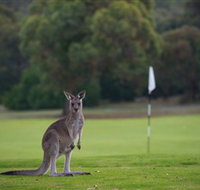 Anglesea Golf Club - Accommodation Search