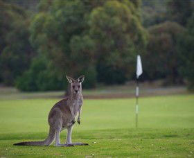 Anglesea Golf Club - Accommodation Search 0