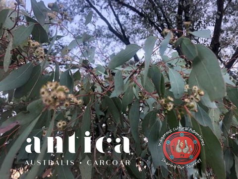 Antica Australis - Winter Fire Festival - Accommodation Search 0