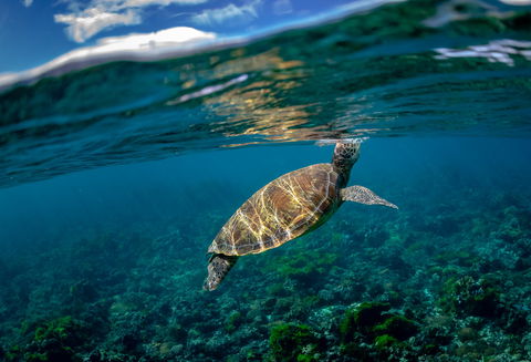 Behind The Lens - Lord Howe Island Photography Holiday - Accommodation Search 0