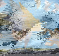 Dreams of Air and Flight - Accommodation Search