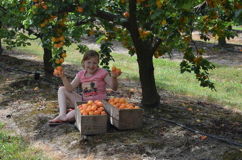 Fruit Bottling Sessions At Rayner's Orchard - Accommodation Search 0