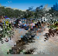 JetBlack Wild Wombat MTB Challenge - Accommodation Search