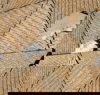 WA Now  Tom Mller Monolith Scores - Virtual Exhibition - Accommodation Search