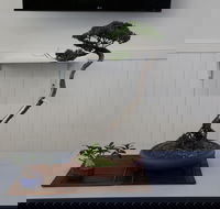 Wauchope Bonsai Workshop Group - Accommodation Search