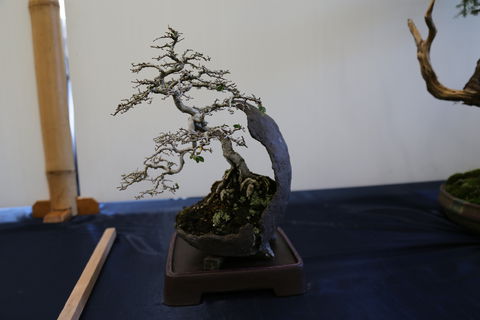 Wauchope Bonsai Workshop Group - Accommodation Search 1