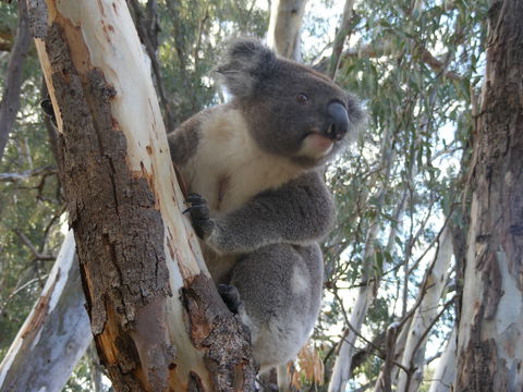 Annual Koala Count - Accommodation Search 0