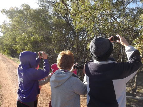 Annual Koala Count - Accommodation Search 1