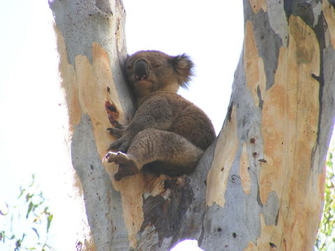 Annual Koala Count - Accommodation Search 2