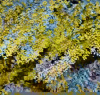 Australian Wattle Day  the Old Bus Depot Markets - Accommodation Search