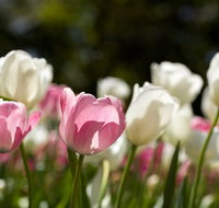 Floriade Reimagined - Accommodation Search