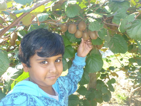 Fruit Taste Adventure Tours - Accommodation Search 1