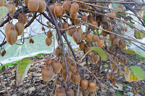 Fruit Taste Adventure Tours - Accommodation Search 2