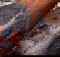 Learn all about Australia's Hidden Treasures - The Kimberley - Accommodation Search