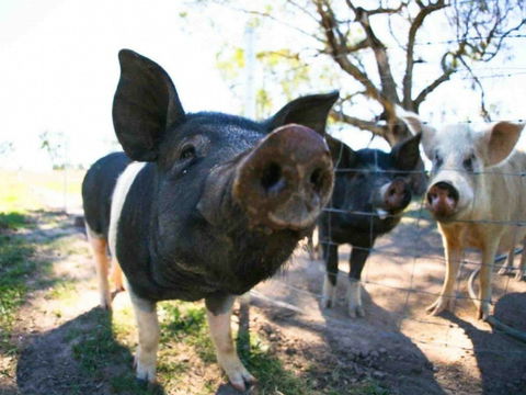 Mudgee Farm Walks - Accommodation Search 0