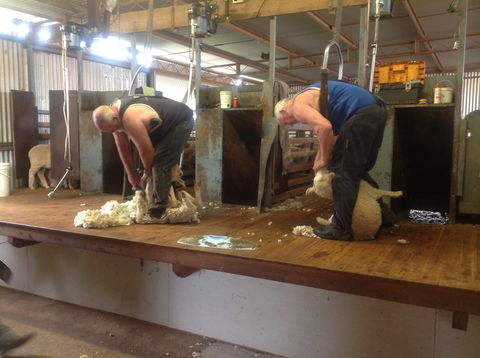 Sheep Shearing Farm Tour - Accommodation Search 0