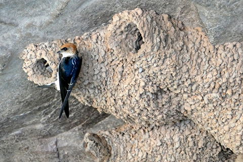 2020 Katherine Bird Festival - Accommodation Search 0