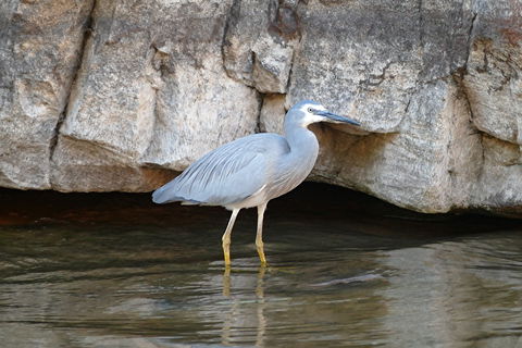 2020 Katherine Bird Festival - Accommodation Search 1