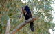 2020 Katherine Bird Festival - thumb 2