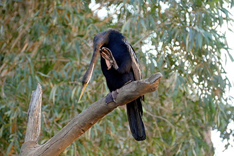 2020 Katherine Bird Festival - Accommodation Search 2