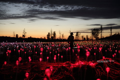 Field Of Light Uluru - Accommodation Search 0