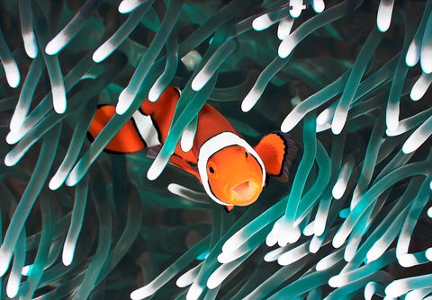 Great Barrier Reef Masters Games - Accommodation Search 1