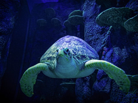 Sydney's Aquarium - Accommodation Search 0