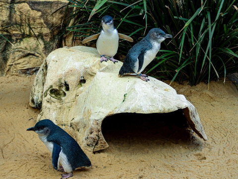 Sydney's Aquarium - Accommodation Search 2