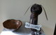 Bridgewater Dognme...furkid & Family Friendly... - thumb 0
