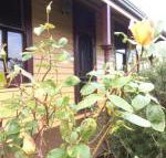 Albion Cottage - Accommodation Search