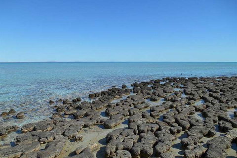Hamelin Pool Caravan Park - Accommodation Search 4