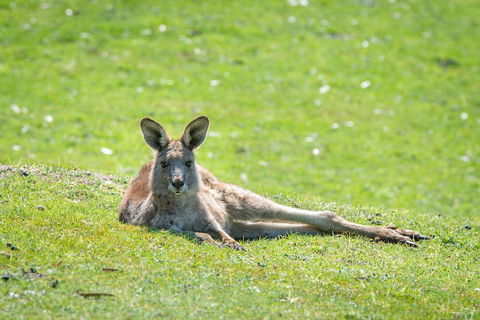 Halls Gap Motel - Accommodation Search 5