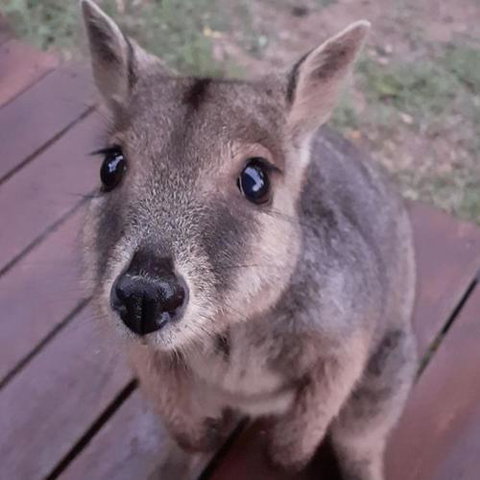 Camp Kanga - Accommodation Search 6