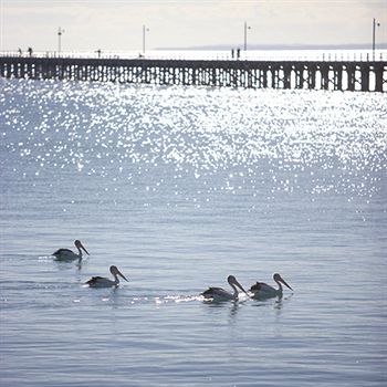 Peppers Pier Resort - Accommodation Search 3
