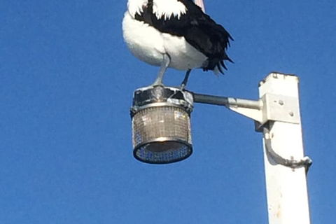 Sanctuary Lakes Fauna Retreat - Accommodation Search 3