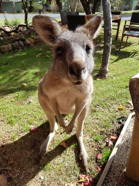 Grampians Eco YHA - Hostel - Accommodation Search 1