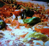 Alfio's Pizzeria - Accommodation Search
