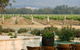 Delicado Foods & Wines - thumb 11